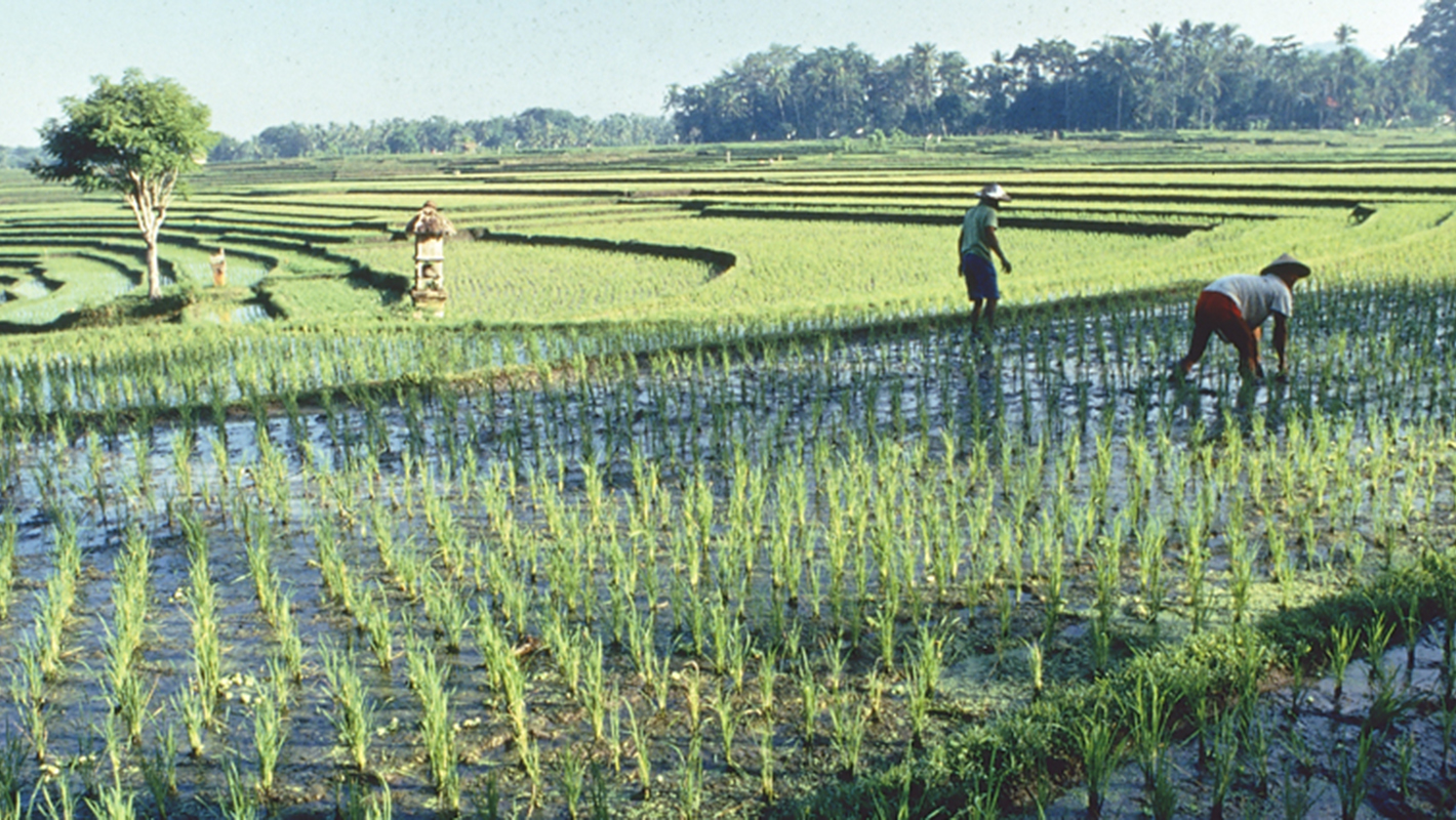 Strengthening farmer resilience in Cambodia’s rice paddies | Global